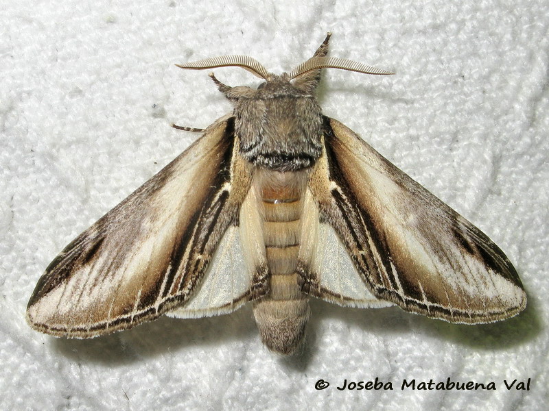 Pheosia tremula - Notodontidae